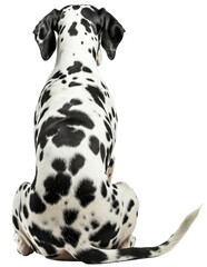 Back view of a sitting dalmatian dog isolated on a white background