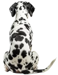 Foto op Canvas Back view of a sitting dalmatian dog isolated on a white background © Flowal93