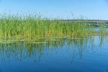 Different images of reeds on the river.