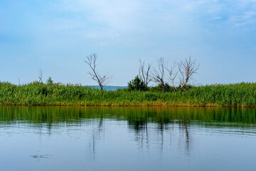Different images of reeds on the river.