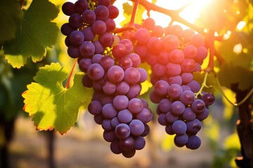  a bunch of grapes hanging from a bunch of grapes hanging from a bunch of grapes hanging from a bunch of grapes hanging from a bunch of grapes hanging from a bunch.