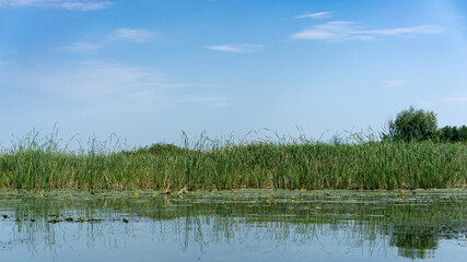 Different images of reeds on the river.