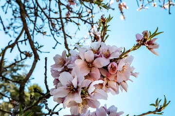 Almond trees in bloom. Almond flower blossoms against blue sky, a fresh spring nature background