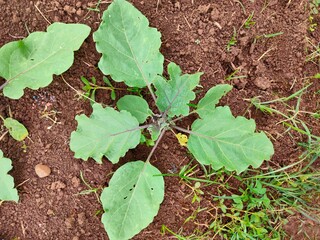 Close up photo of a green eggplant vegetable tree that is still in the process of growing