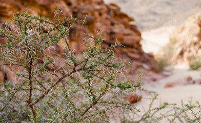 plant with large spikes and green leaves against the background of the cliffs of the colored canyon in Egypt Dahab South Sinai