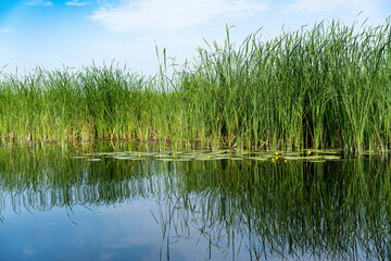 Obraz premium Different images of reeds on the river.