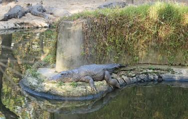 A beautiful picture of a nile crocodile laying on ground.