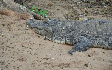 A beautiful picture of a nile crocodile laying on ground.