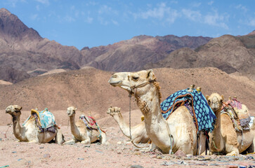 camels in rocky desert of Egypt Dahab South Sinai