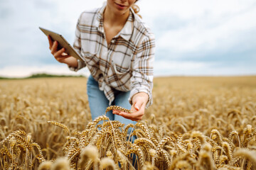 A young female agronomist with a modern tablet checks the quality and growth of the crop in a wheat...