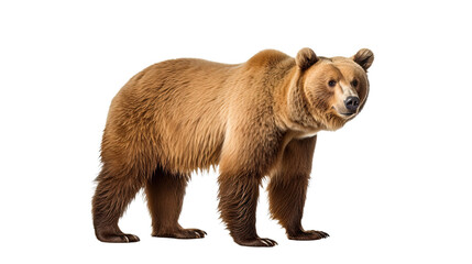 Bear isolated on a transparent background