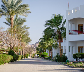 Fototapeta na wymiar alley with palm trees with bushes with green leaves and flowers in Egypt Dahab South Sinai