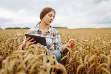 Naklejka na ściany i meble A young female agronomist with a modern tablet checks the quality and growth of the crop in a wheat field. Gardening concept, harvesting.