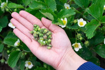 Many damaged strawberry buds on opened palm . Injuring berry harvest insects in agricultural...