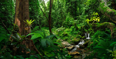 Nepal rainforest near the Annapurnas
