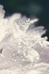 Dark floral background made of close view of many delicate white petals of peony flower. Lots of water drops shining on summer sunlight. Design element as copy space.Vertical toned photo filter format