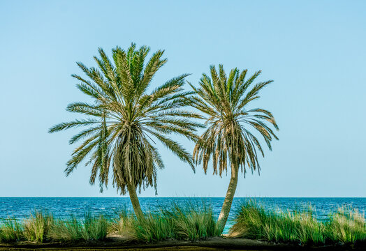 green palm trees on the Red Sea on the background of a clear sky in Egypt Dahab