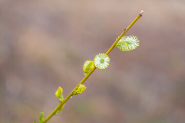 Spring. Willow buds. Symbolizes the beginning of new life and growth. Symbolizes renewal and rejuvenation. Represents the beauty and tenderness of the nature of the spring season.