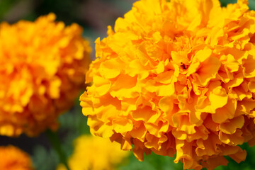 Close up view of two bright orange tagetes also called as marigold with lots of petals. Cultivation of decorative flowers in garden, increasing flora