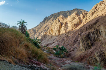 mountain landscape with palm trees and plants in the desert of Egypt