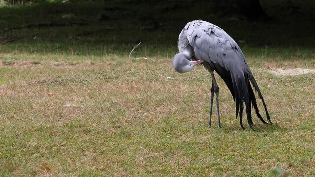 The Blue Crane, Grus paradisea, is an endangered bird specie endemic to Southern Africa. It is the national bird of South Africa