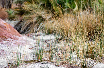 green palm tree in the mountains