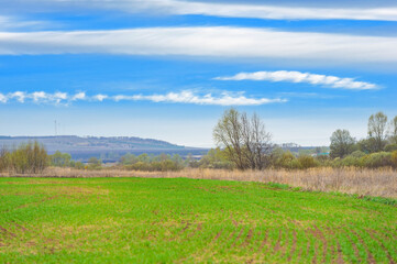 Enjoy the beauty of nature at Fields of Plenty. Witness the lush green carpets and blue skies. Winter crops bring hope for an early spring.