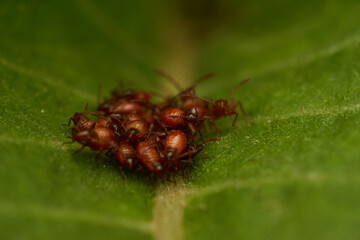 Small newborn insects colored board on green leaf