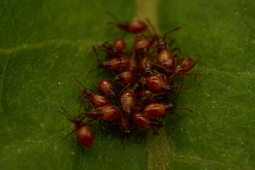 Small newborn insects colored board on green leaf