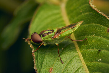Green soldier fly perched on a leaf Hedriodiscus Pulcher
