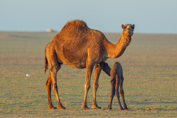 Wild desert camel portrait view in desert with his new born baby. Wild Desert camel roaming on...