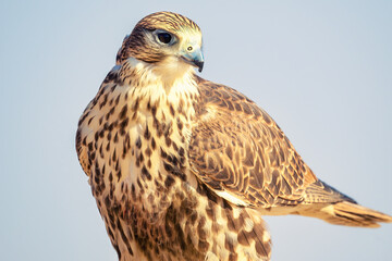 Majestic Falcon: A Stunning Portrait of a Predatory Bird in its Natural Habitat. Falcon Bird portrait close up shot
