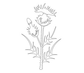  Thistle flower and leaf vector illustration on white background. Outline style. Superfood thistle medical herb.