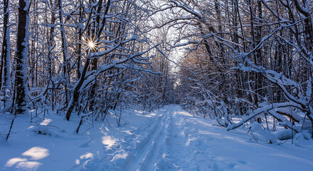 Ski trail in a snowy deciduous forest on a sunny frosty winter day.