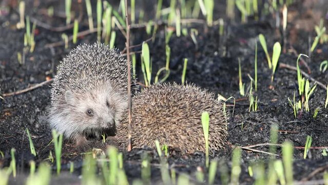 hedgehogs mating games in spring