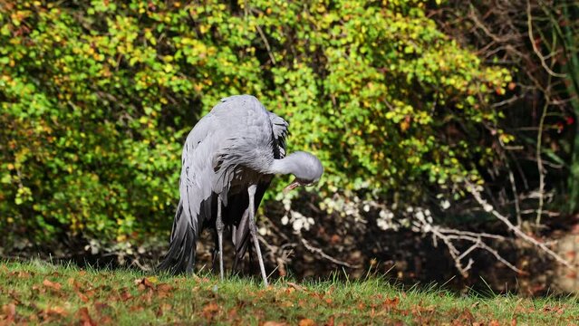 The Blue Crane, Grus paradisea, is an endangered bird specie endemic to Southern Africa. It is the national bird of South Africa