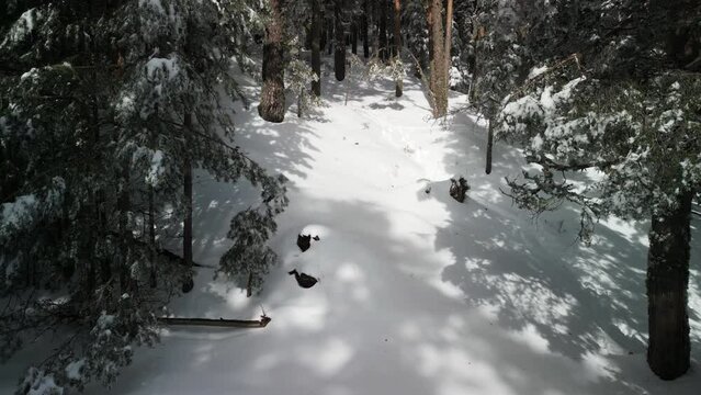 Flying over a snowy forest