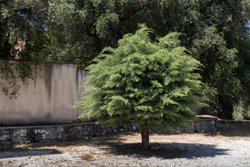 Beautiful shape of a tree, Corfu, Greece