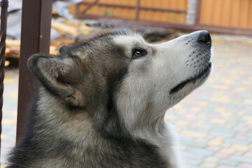 Close-up portrait of a Malamute dog.
