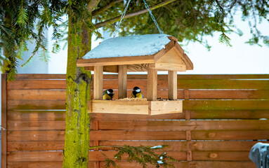 birds eating from the feeder in winter