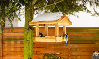 birds eating from the feeder in winter