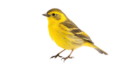 Busarellus bird isolated on a transparent background