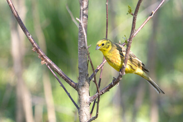 yellowhammer among the spring forest
