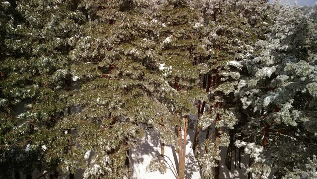 Snowy trees of Navacerrada in Spain