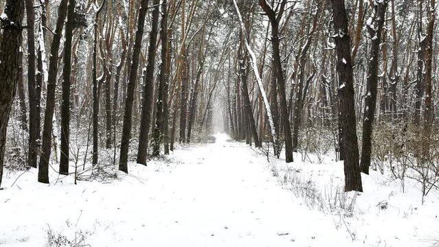 Camera moving along path among winter piny forest. View of walking along trail through snowy woodland. Snow-covered branches of pine trees at park. Beautiful nature landscape at background. Slow mo