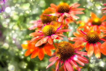 echinacea - coneflowers in the garden - soft focus