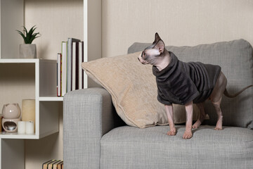 Canadian Sphynx cat in clothes in gray warm bodysuit at home.