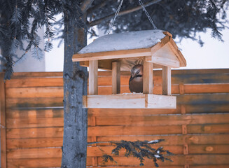birds eating from the feeder in winter