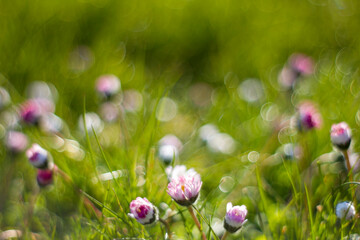 daisy flowers in morning dew with natural bokeh, soft focus