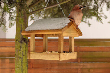 birds eating from the feeder in winter
